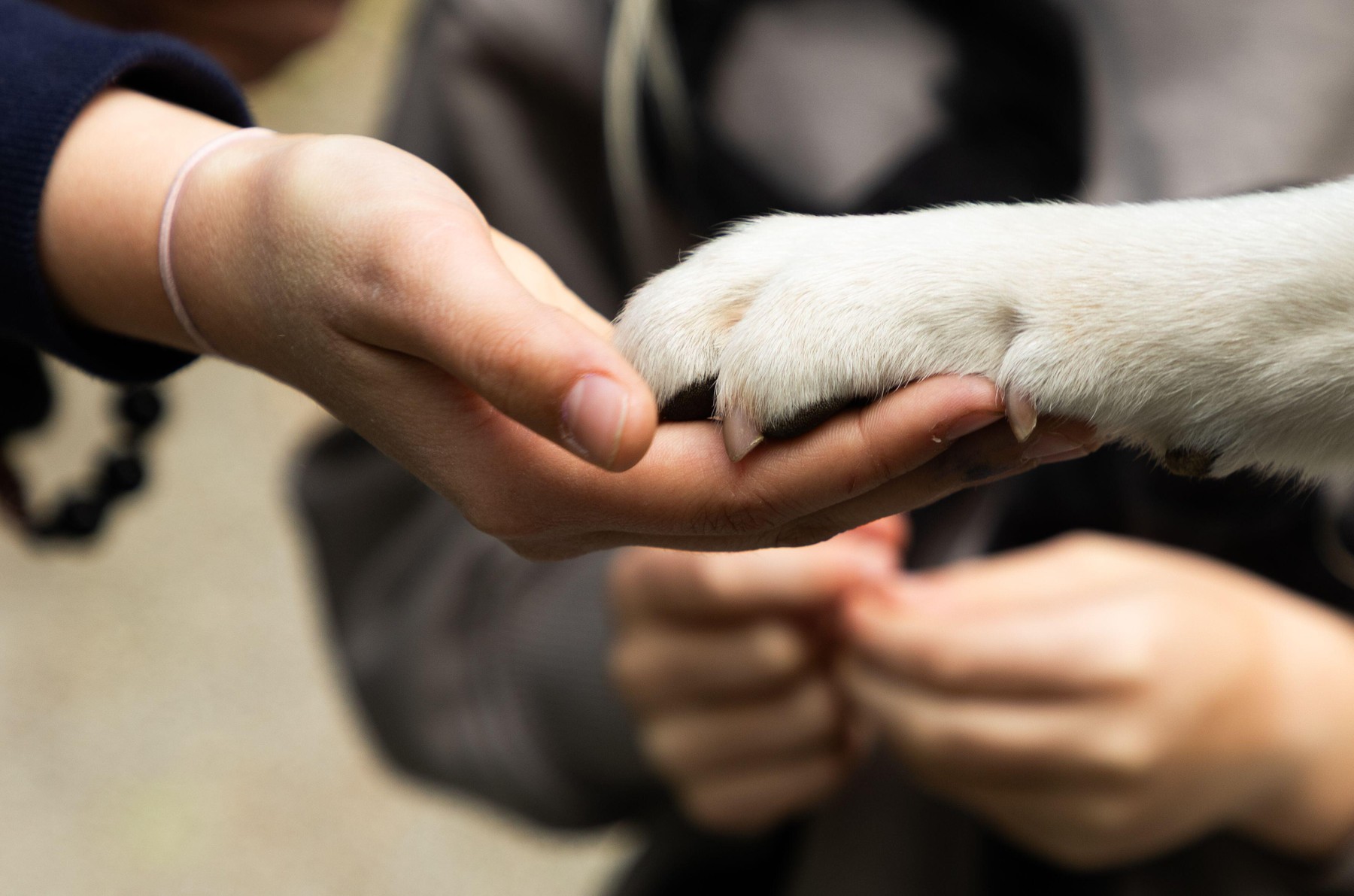 Greșeli frecvente ale stăpânilor de câini și cum s-a schimbat relația om-câine. Imagine reprezentativă. Sursa foto: Melinda Nagy / Alamy / Profimedia
