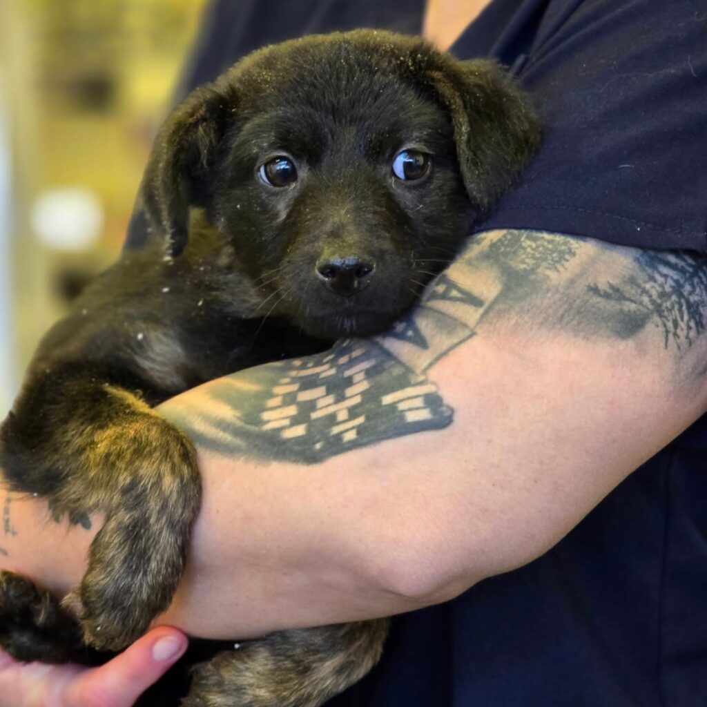 Spitalul unde speranța nu are preț. Cum încearcă Homeless Animal Hospital să schimbe destinul animalelor vulnerabile din România: „Avem anual 4.000 de cazuri” EXCLUSIV