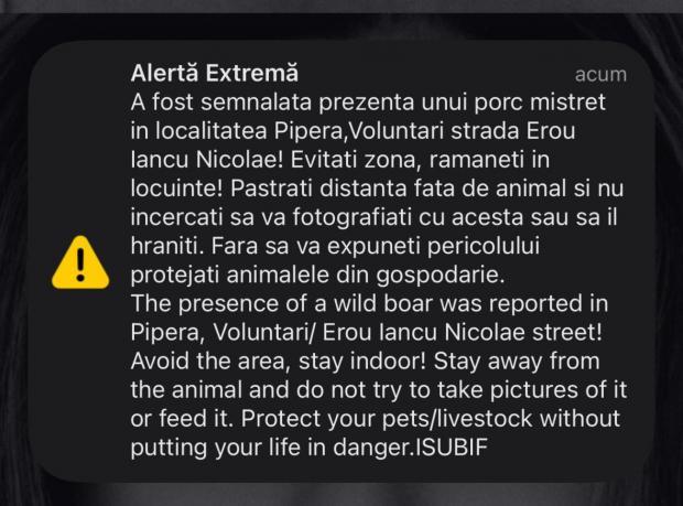 Porc mistret in Pipera-Voluntari