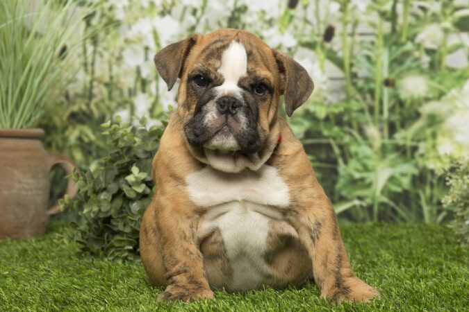 Le umplem bolul din iubire, dar le putem scurta viața. Mirela Iacob, pet nutriționist, explică de ce obezitatea a devenit una dintre cele mai mari probleme ale animalelor de companie și cum poate fi combătută EXCLUSIV