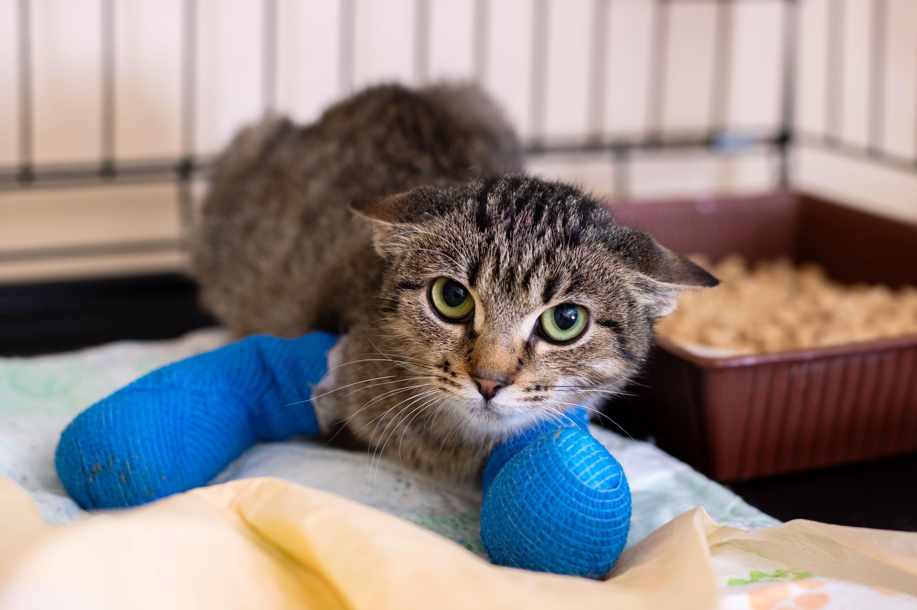 Ce trebuie să faci dacă găsești o pisică lovită de mașină? Un specialist a explicat pașii corecți, semnele de șoc și greșelile care îi pot pune viața în pericol. Sursa foto: Vera Aksionava / Alamy / Profimedia
