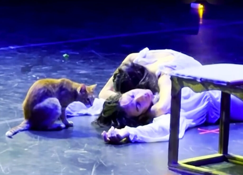 O pisică a urcat pe scenă în timpul scenei finale a unui spectacol de balet Romeo și Julieta. Momentul a devenit viral / VIDEO