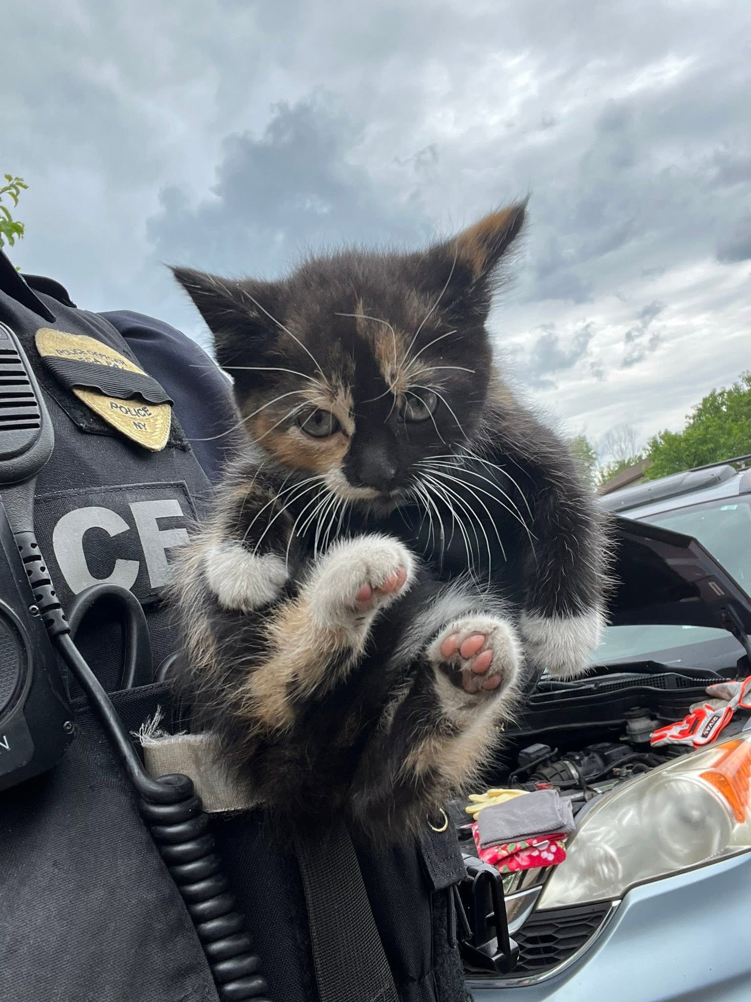 Un mic aventurier cu nouă vieți. Pisoiul care a pus pe jar polițiștii după două operațiuni de salvare. Sursa foto: Facebook