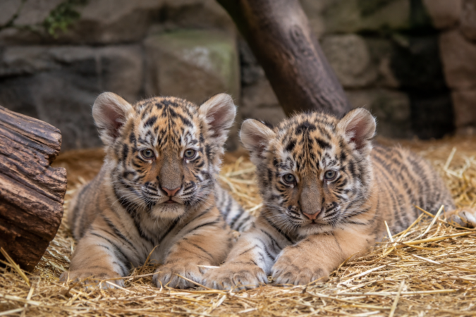 Doi pui de tigru siberian au venit pe lume la Grădina Zoologică din Oradea. Micuții adorabili pot fi „adoptați” de vizitatori