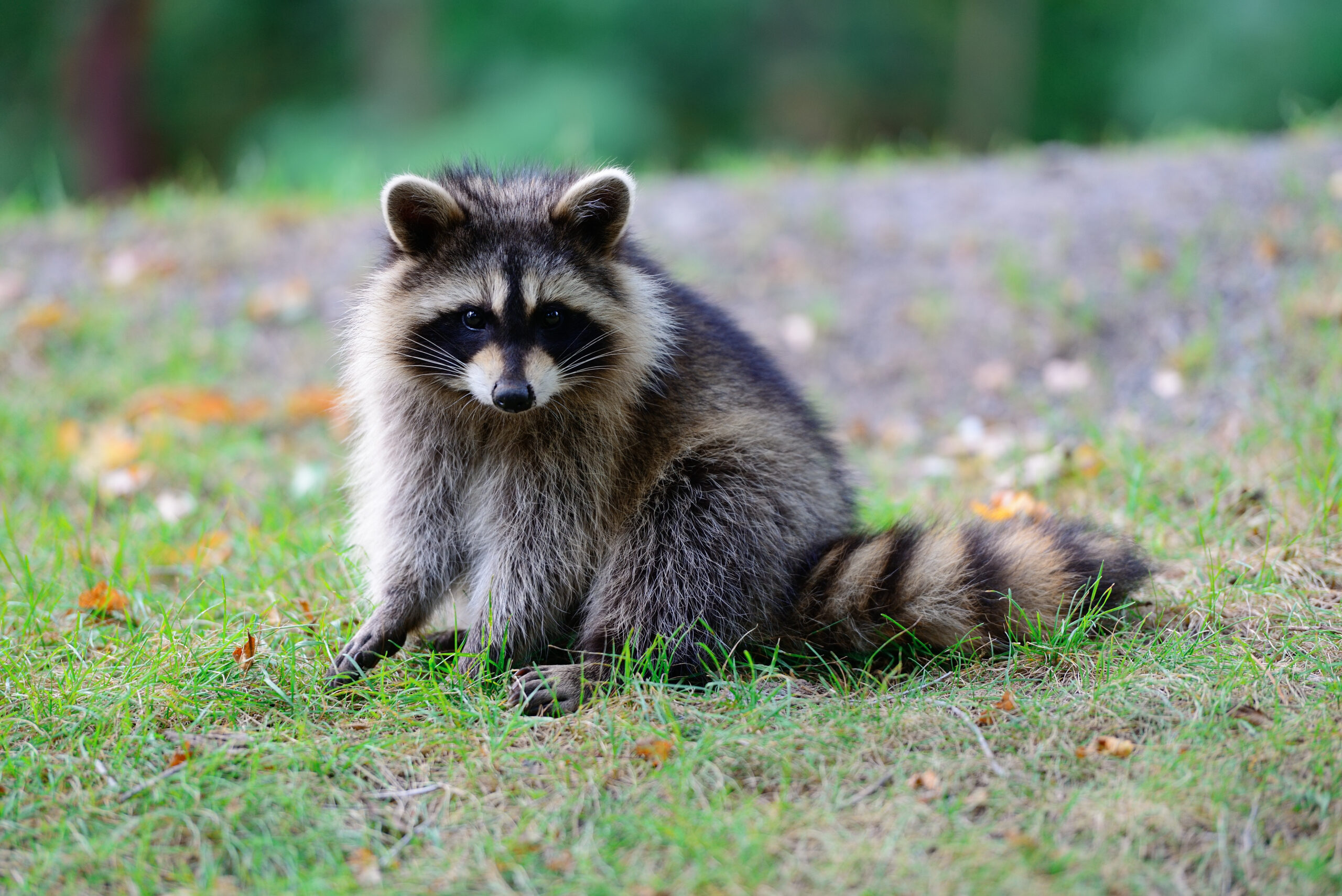 Ratoni ca animale de companie? Cercetătorii spun că lucrurile nu sunt atât de simple