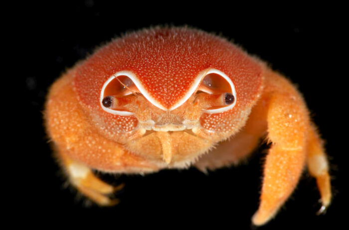 Oamenii de știință au identificat cel puțin 149 de specii marine noi în zone îndepărtate din Oceanul Indian