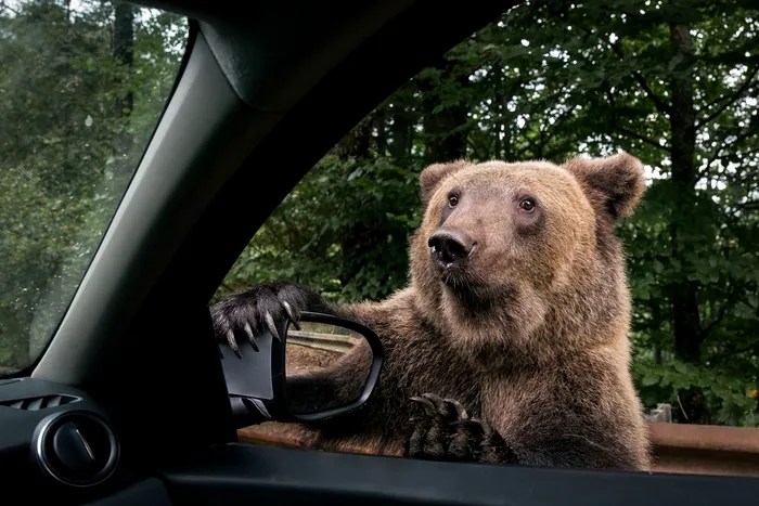 De ce „cerșesc” urșii pe Transfăgărășan?