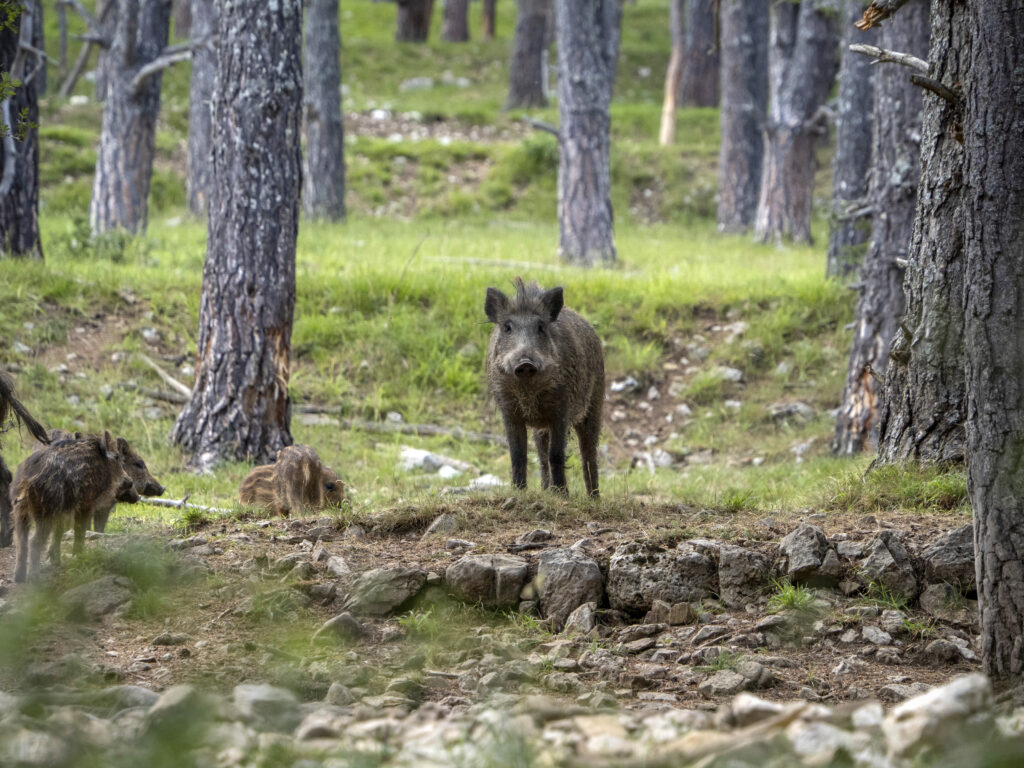 Porc mistreț în Pipera-Voluntari. Autoritățile au emis mesaj RO-Alert. Foto: Magnific.com