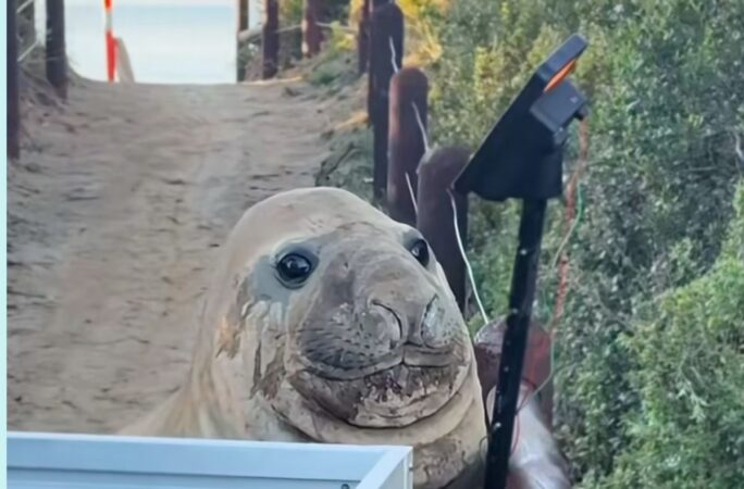 Neil, foca de o tonă care oprește traficul și se luptă cu mașinile. Autoritățile le cer fanilor să păstreze distanța