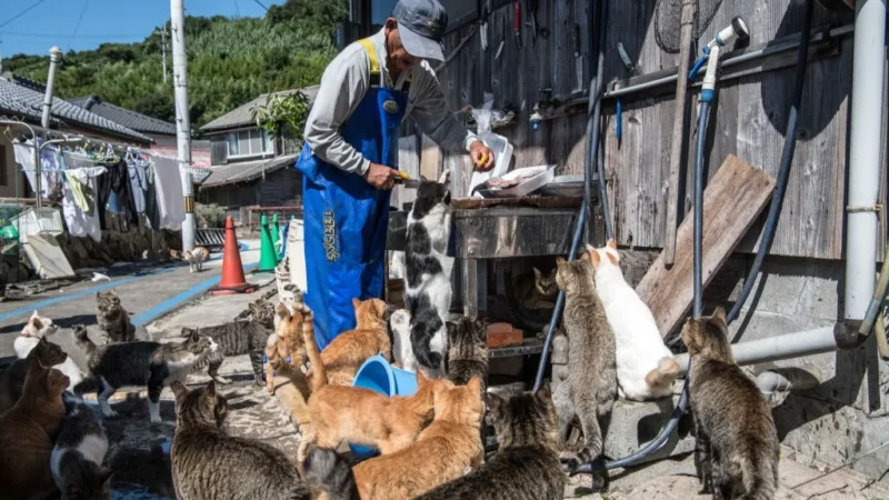 Insula unde pisicile au rămas aproape singure. Povestea fascinantă a locului care ar putea rămâne fără locuitori