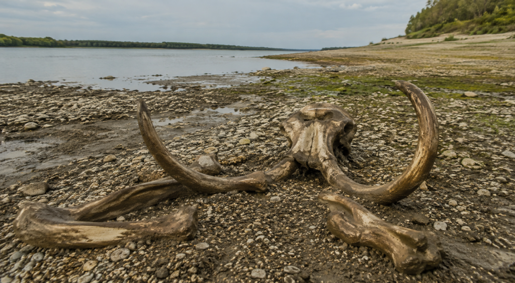 Oase de mamut vechi de peste 10.000 de ani au fost descoperite în albia Dunării, după retragerea apelor la cote istorice