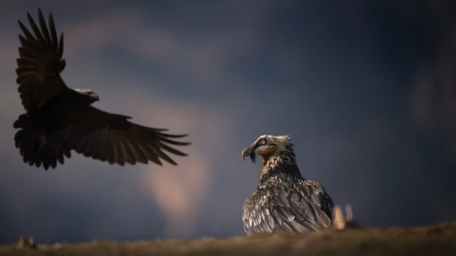 Păsările pe care puțini oameni le iubesc, dar fără de care natura ar avea o problemă uriașă. Imaginile care le arată altfel