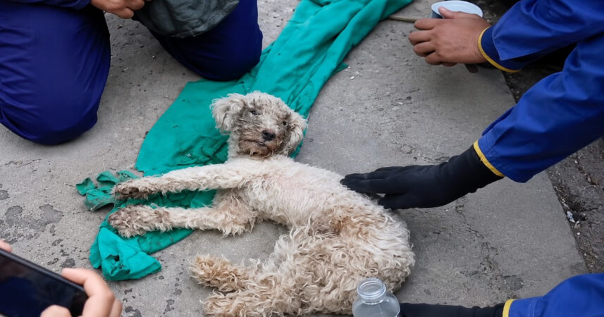 Miracol după cutremurele devastatoare din Venezuela! Un câine, pe nume Beyli, a fost găsit viu după 29 zile petrecute sub ruine