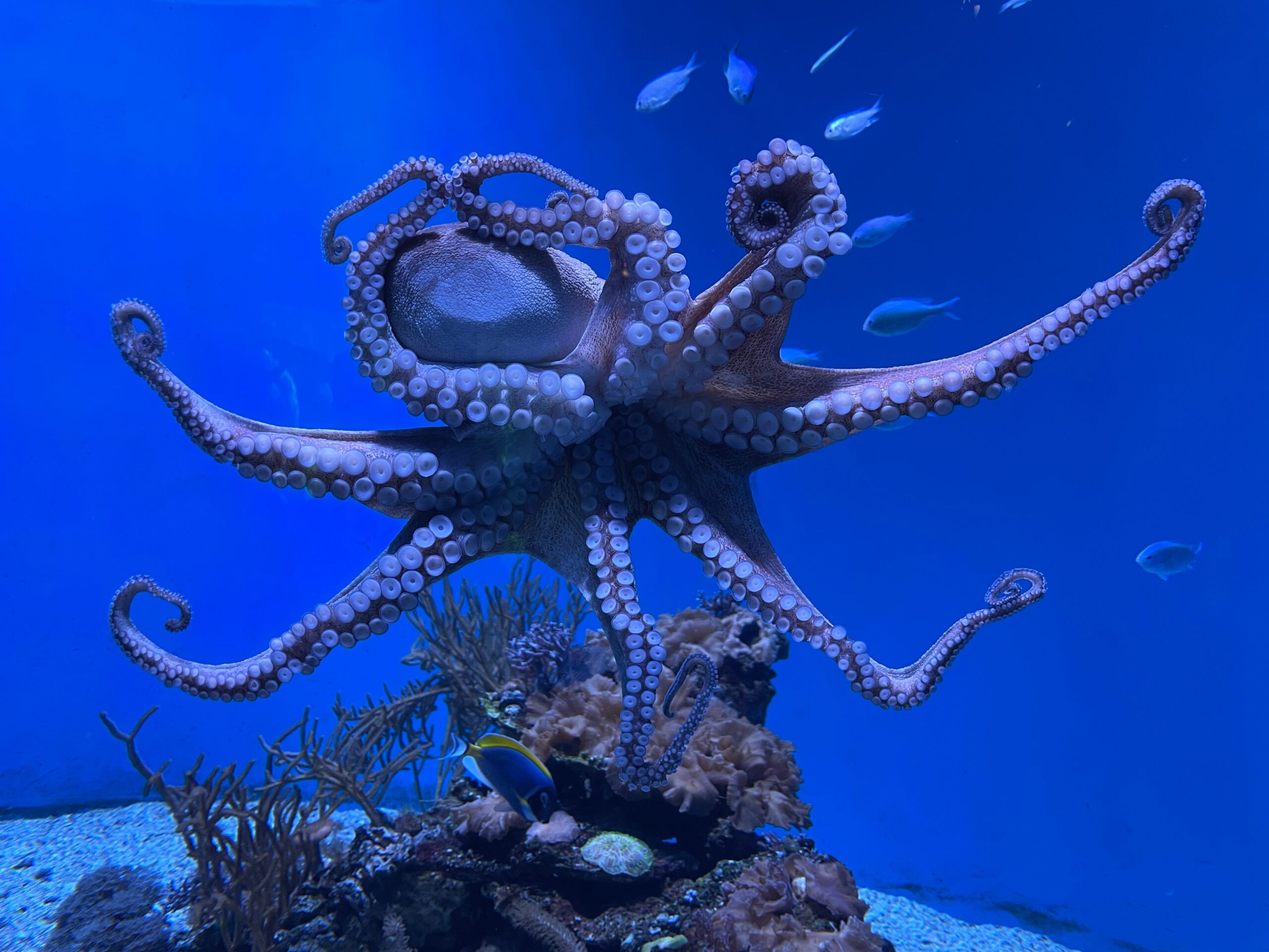 Descoperirea le-ar putea explica inteligența remarcabilă. Foto: pexels.com