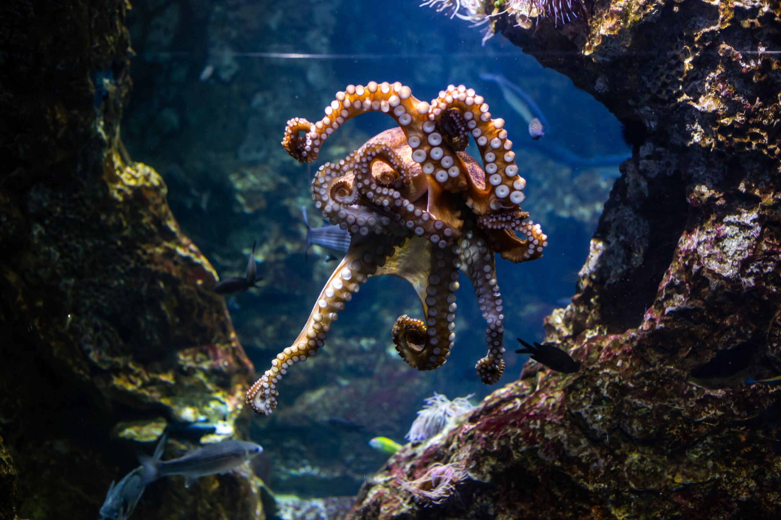 Anumite specii de caracatițe de ape puțin adânci au o modificare moleculară care nu a mai fost observată la niciun alt organism. Foto: pexels.com