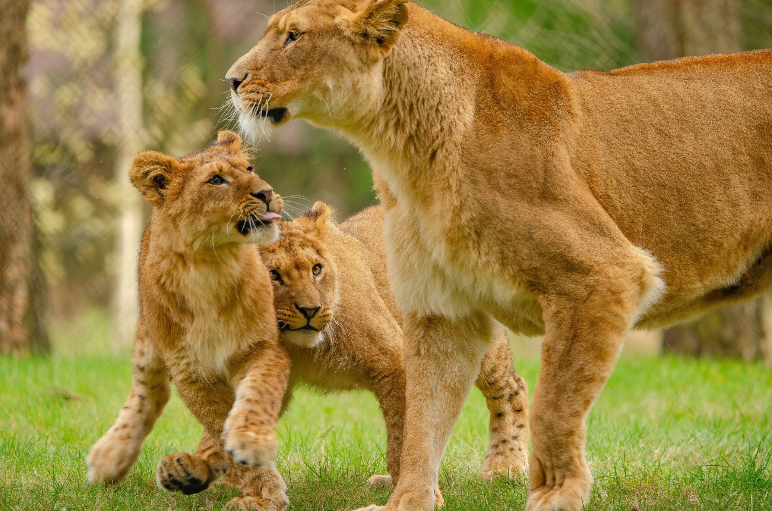 Ce trebuie să faci dacă te întâlnești cu „regele animalelor”. Foto: pexels.com