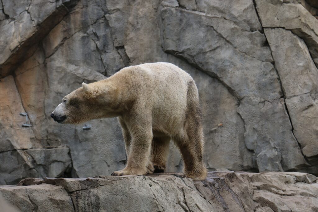 Cea mai bătrână femelă de urs polar aflată în captivitate a murit. Foto: Pexels.com