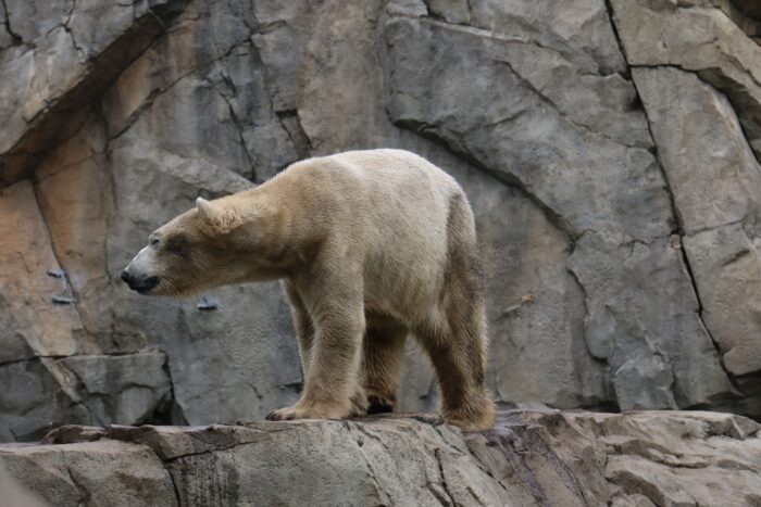 Cea mai bătrână femelă de urs polar aflată în captivitate a murit. Larissa avea 36 de ani
