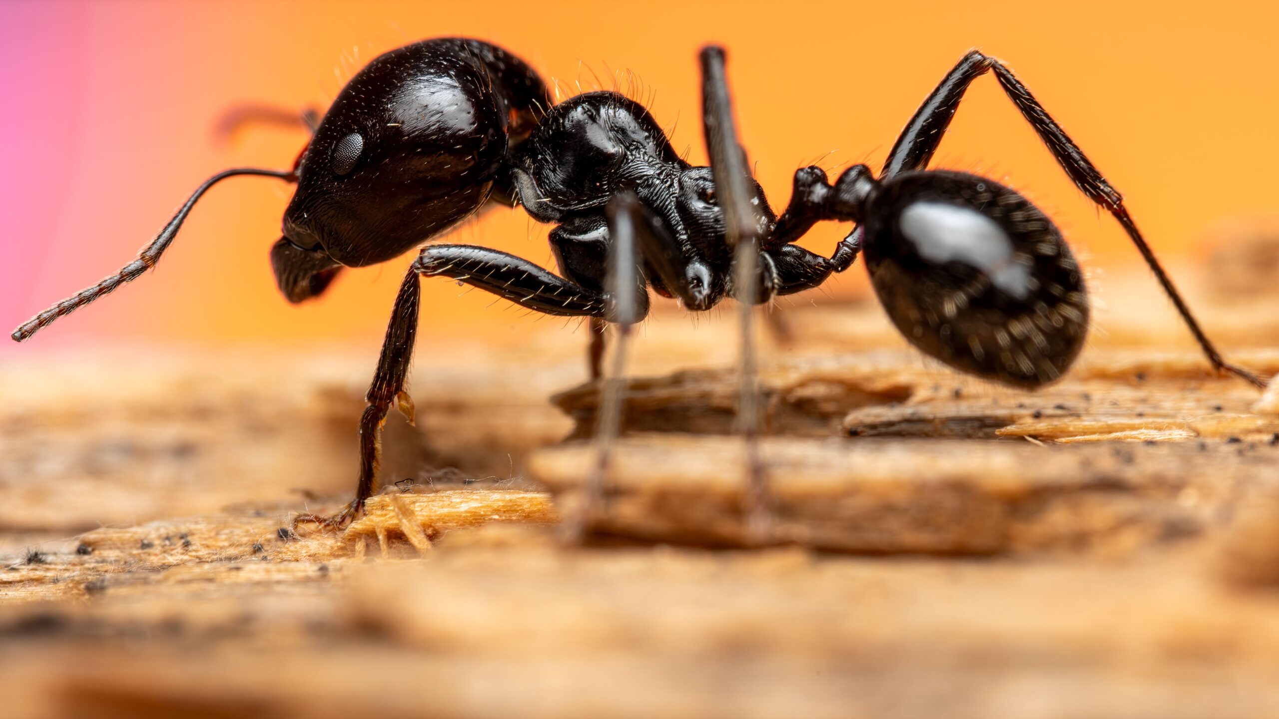 Cea mai dureroasă înțepătură din lume. Cercetătorul care s-a lăsat înțepat de sute de insecte spune că această specie este de departe cea mai cumplită