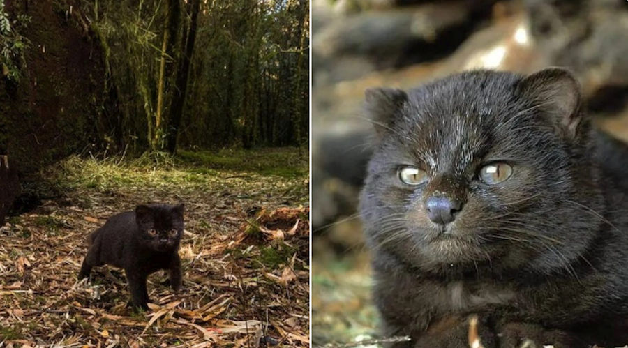 Güiña, cea mai mică felină sălbatică din cele două Americi. Micuțul prădător e ascuns în pădurile din Chile și Argentina
