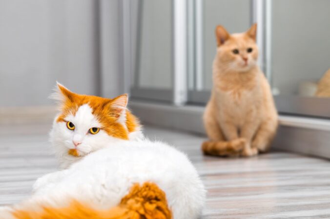 Cum faci cunoștință între două pisici? Ioana Miroiu, medic veterinar, a explicat pașii corecți de adaptare și greșelile care pot transforma bucuria într-un coșmar: „Ele pot conviețui, dar nu sunt obligate biologic să fie prietene” EXCLUSIV