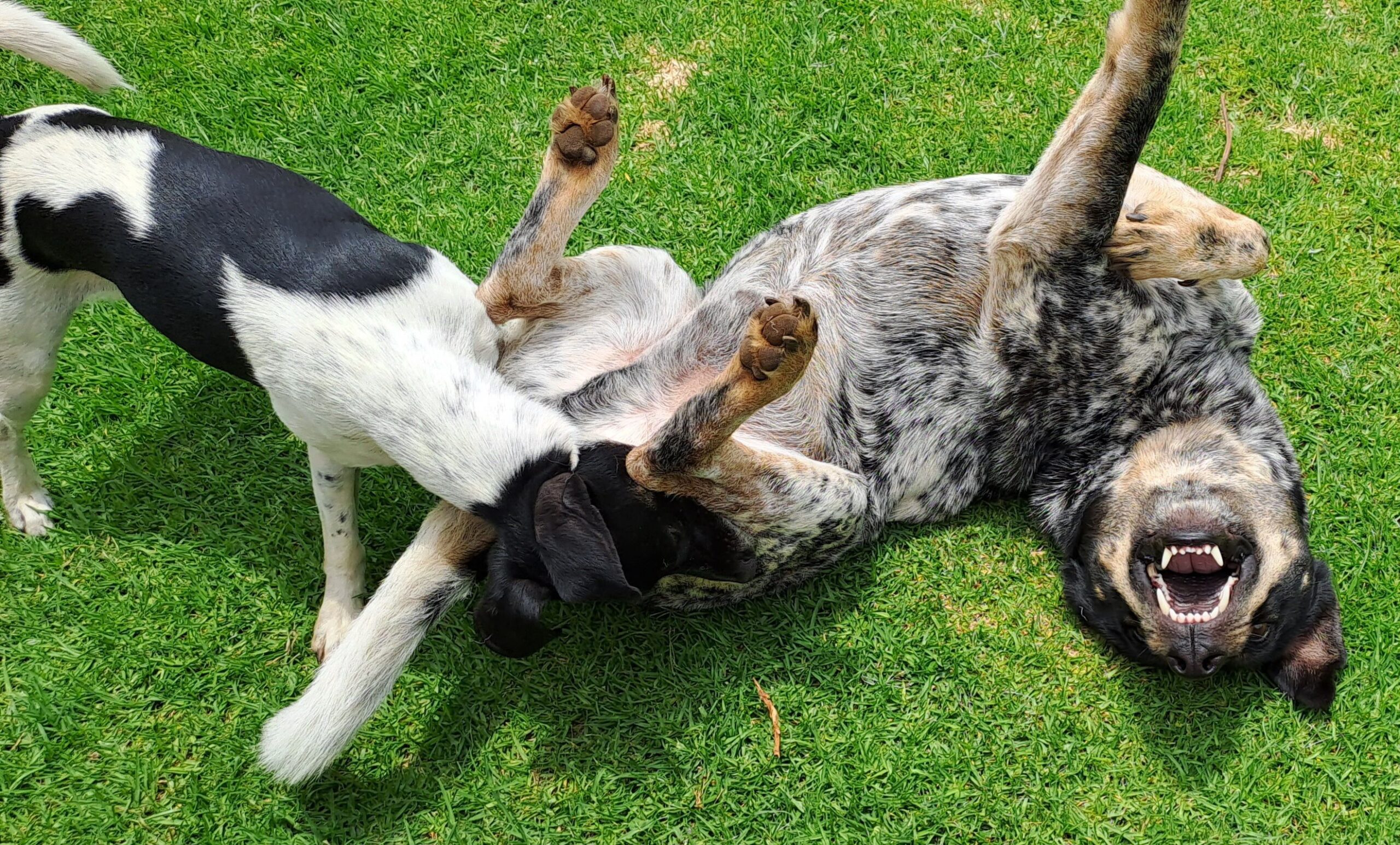 Fericirea unui câine nu depinde doar de hrană sau de plimbări, ci de un ansamblu de factori care îi influențează sănătatea fizică și psihică. Foto: pexels.com