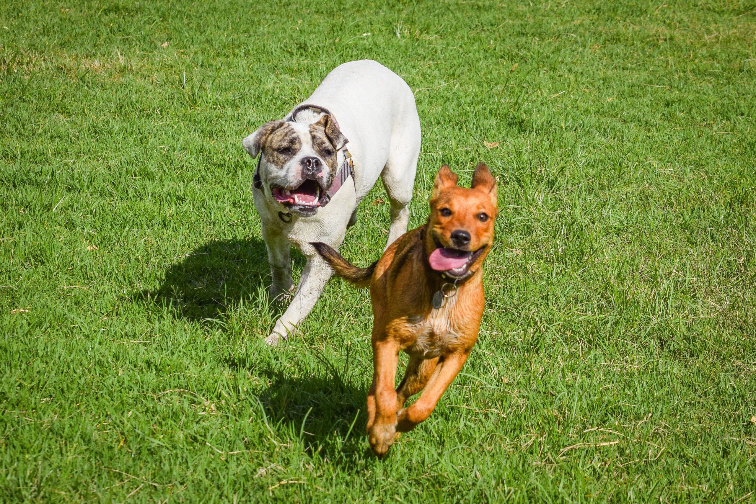 Cum îți dai seama că ai un câine fericit. Foto: pexels.com