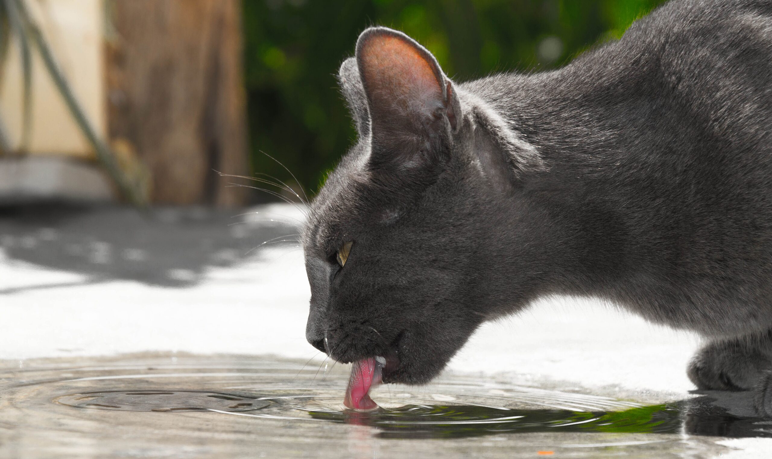 Hidratarea este la fel de importantă pentru animalele de companie precum este pentru oameni. Foto: pexels.com
