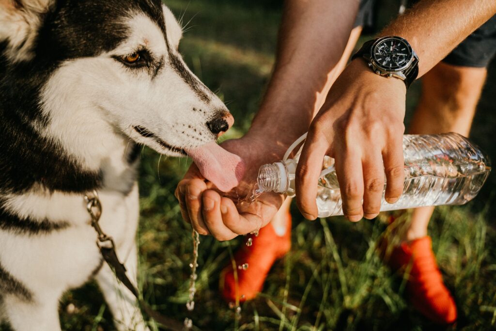 Cum îți faci animalul de companie să bea mai multă apă pe caniculă. Trucul simplu recomandat de un nutriționist veterinar