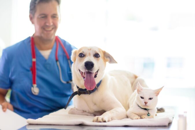 De ce își ascund animalele de companie durerea? Nu o fac din iubire pentru stăpâni, dezvăluie medicul veterinar EXCLUSIV
