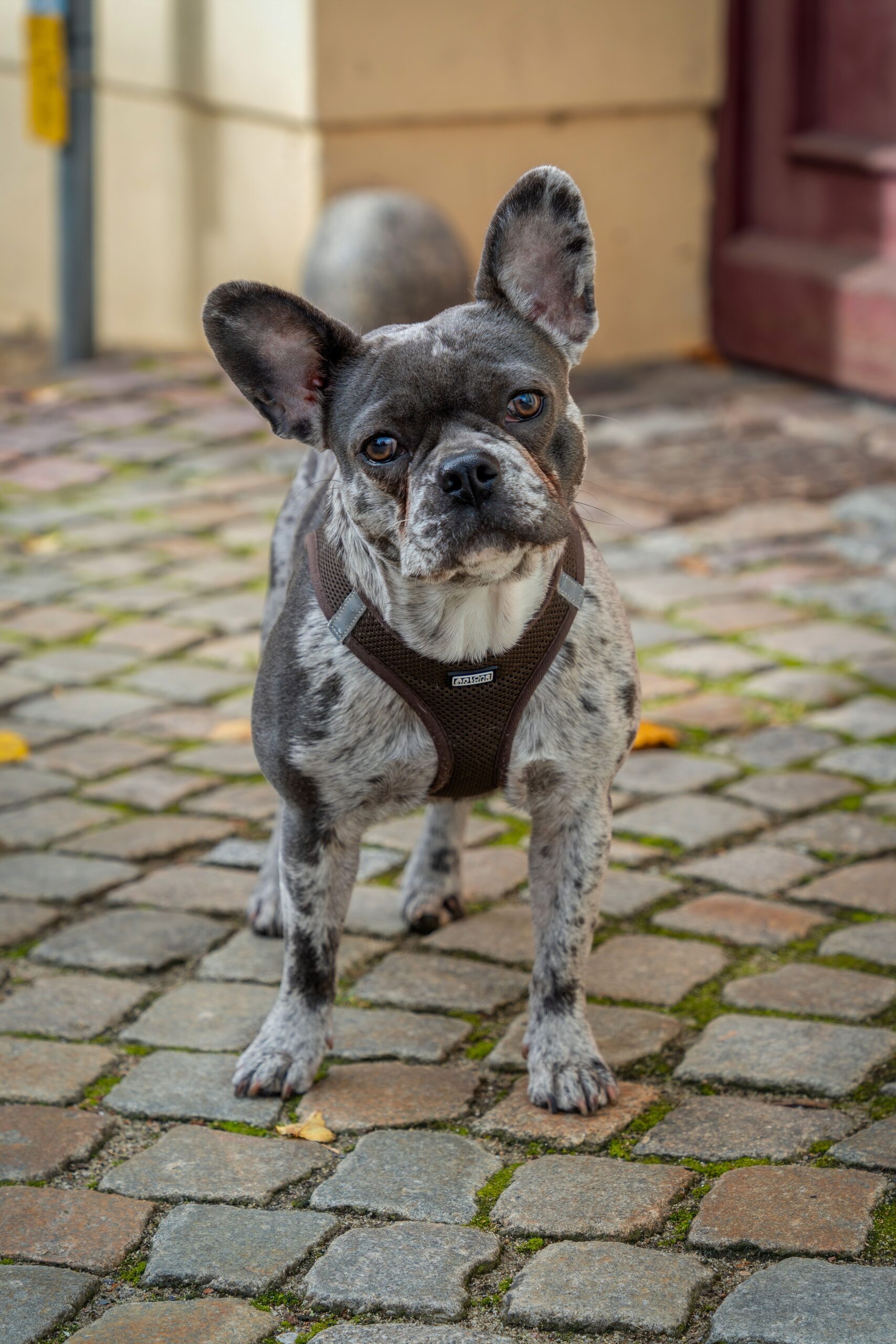 Bărbatul își plimba câinele, un bulldog francez pe nume Stich Jr., în vârstă de cinci ani și cinci luni. Foto: pexels.com