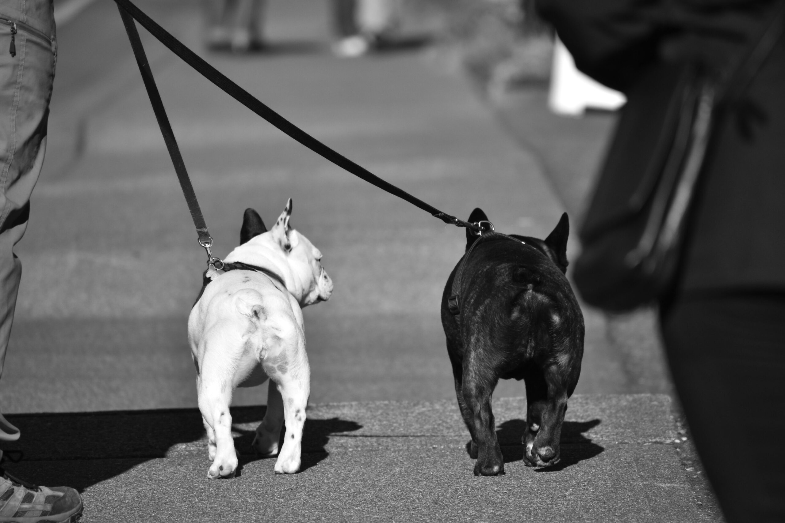 Autoturismul a lovit animalul, care era ținut în lesă. Câinele a fost transportat de urgență la un cabinet veterinar, unde a primit tratament și îngrijiri medicale. Foto: pexels.com
