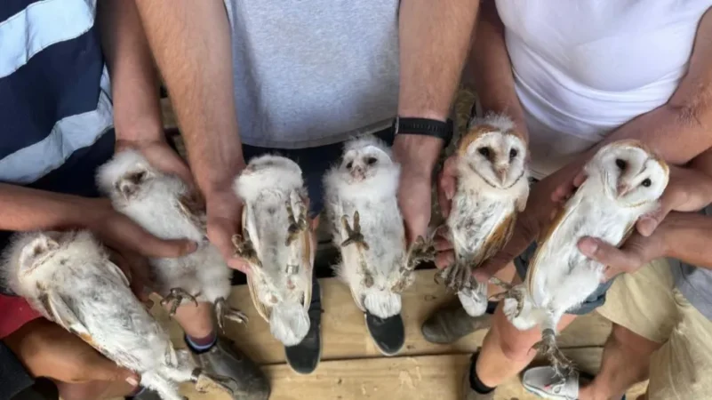 Descoperire spectaculoasă la o fermă: șase pui de bufniță au adus speranță după o perioadă plină de încercări