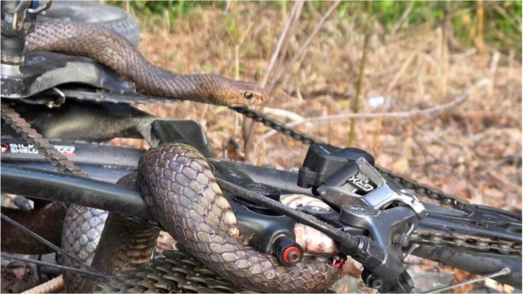 Femeie mușcată de unul dintre cei mai veninoși șerpi din lume, după ce reptila s-a prins în lanțul bicicletei. Foto: Facebook I’ll Catch It Snake Relocations