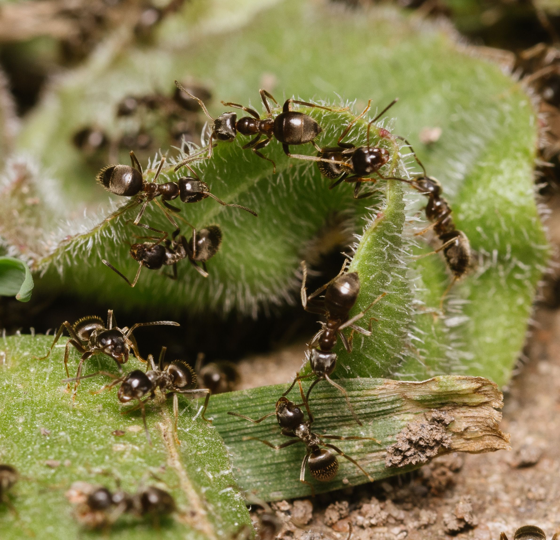 Echipa s-a concentrat asupra speciei Formica fusca, despre care studiile anterioare arătaseră deja că învață foarte repede. Foto: pexels.com
