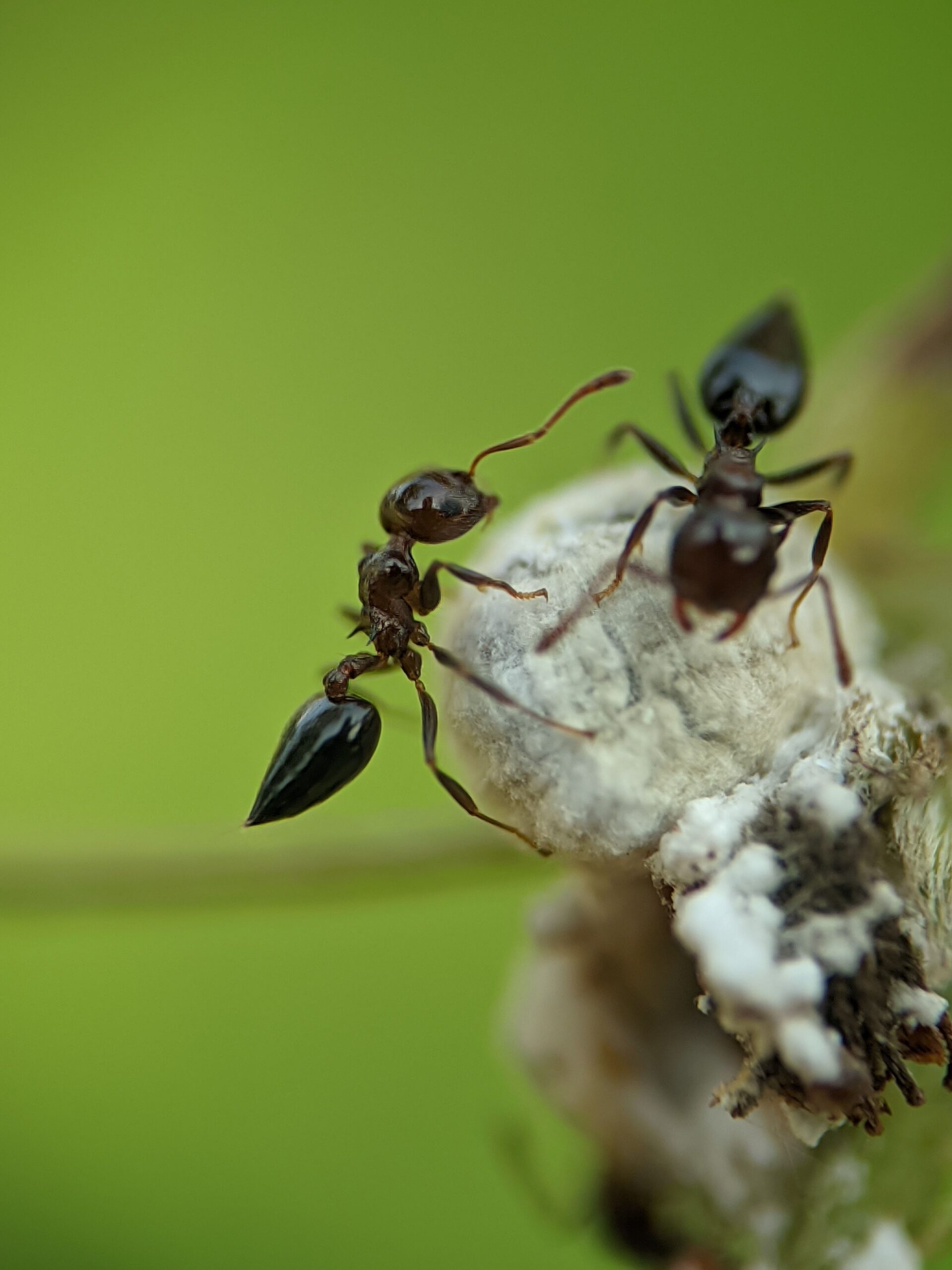 Furnicile ar putea deveni, în viitor, un instrument biologic util pentru depistarea cancerului. Foto: pexels.com