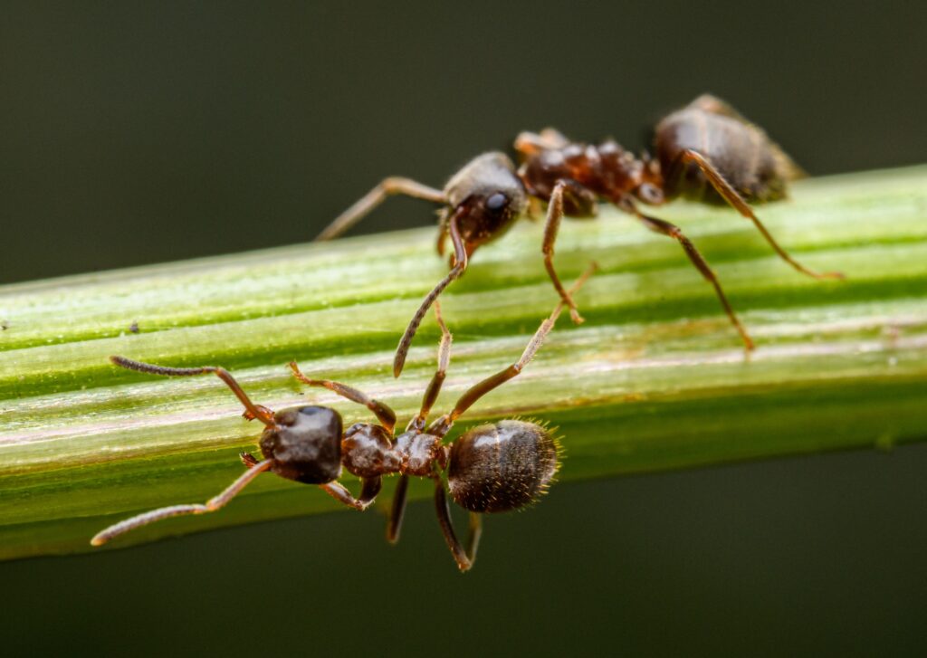Furnicile „detectiv” pot mirosi cancerul mai bine decât câinii. Foto: pexels.com