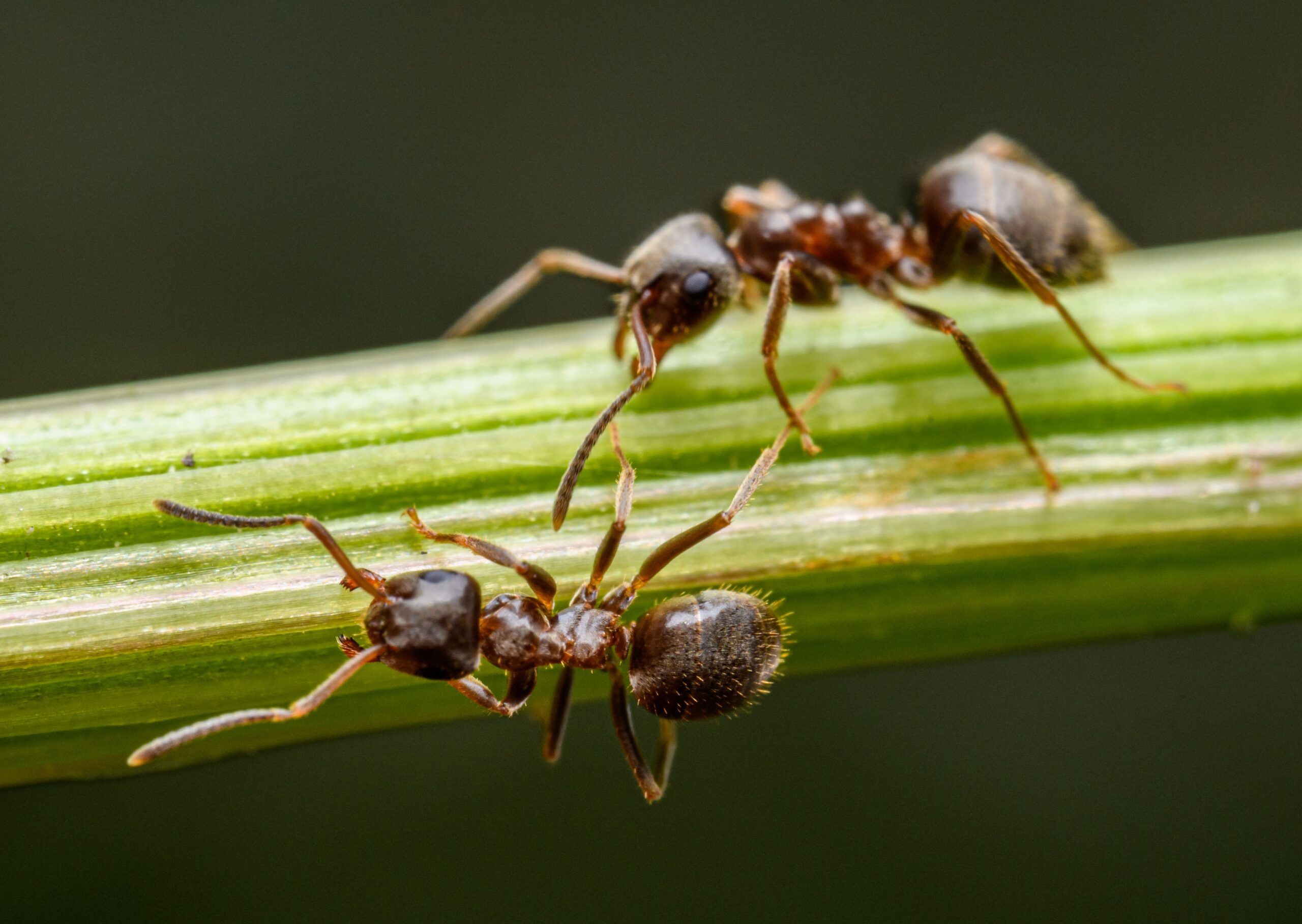 Furnicile „detectiv” pot mirosi cancerul mai bine decât câinii. Foto: pexels.com