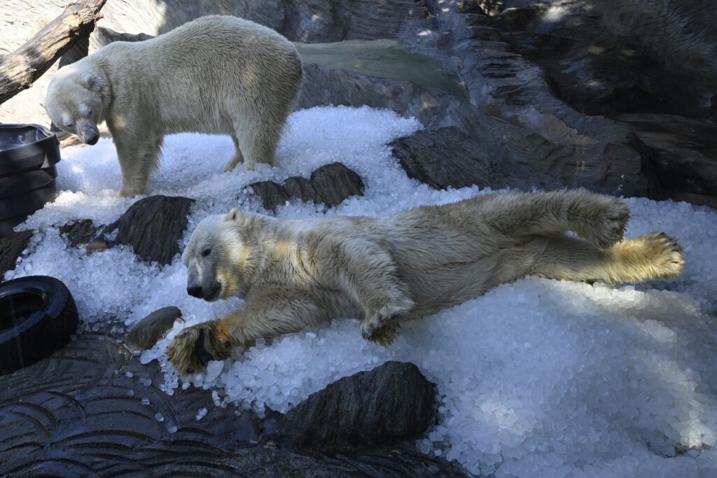 Grădina Zoologică din Praga le oferă animalelor tone de gheață. Foto: Profimedia