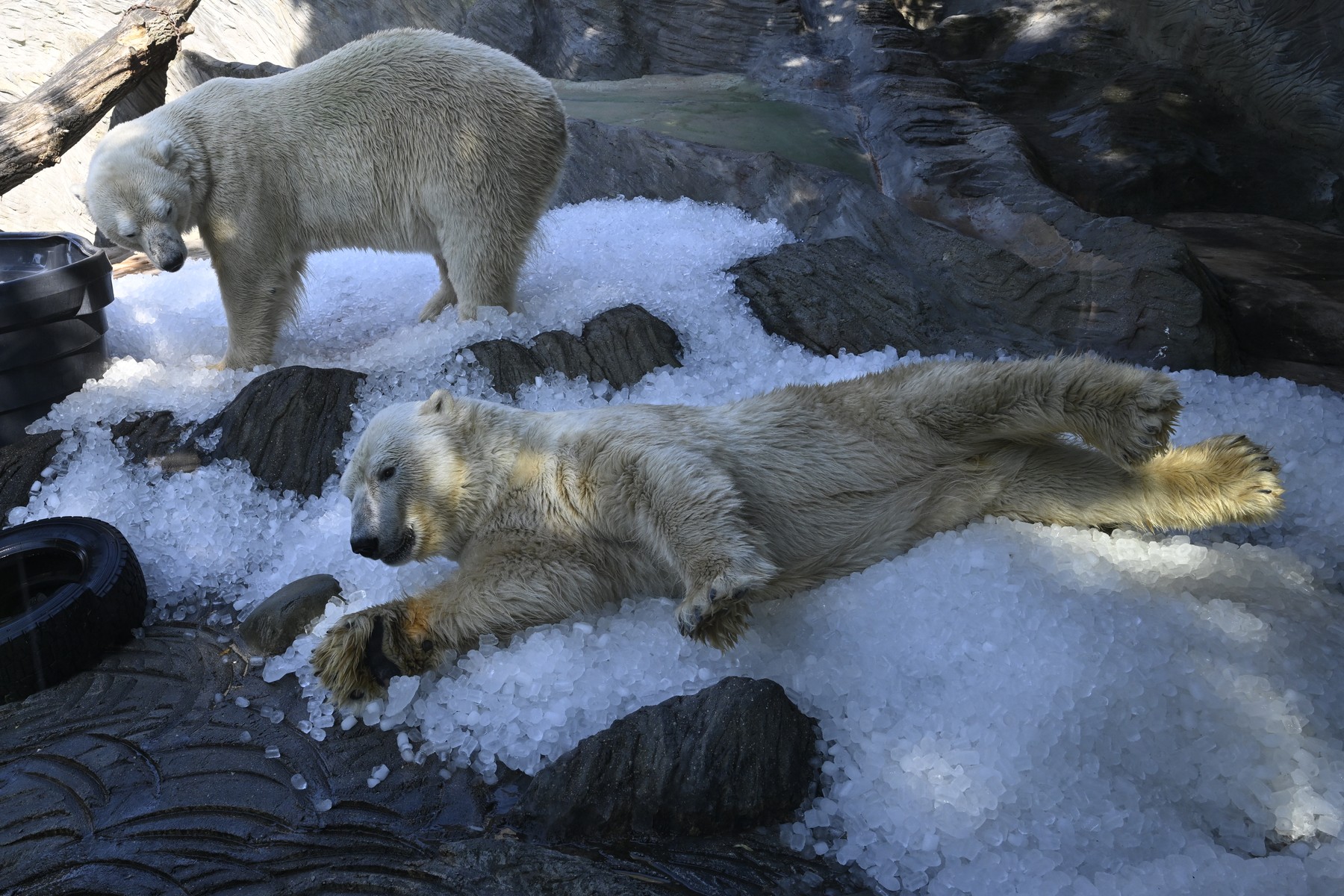 Grădina Zoologică din Praga le oferă animalelor tone de gheață. Foto: Profimedia