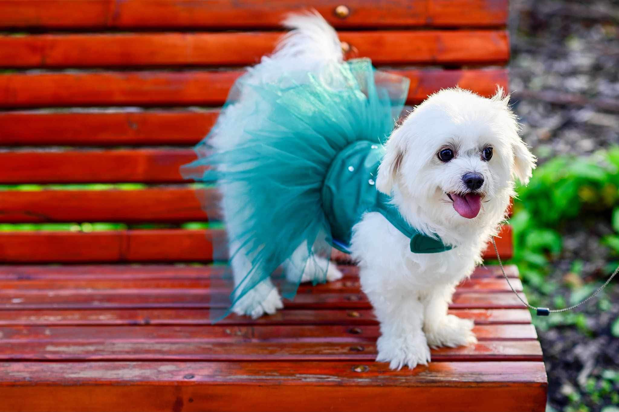 Tot mai mulți căței au o garderobă pentru evenimente. Ce se poartă în această vară în moda canină. Sursa foto: Happy PetShop