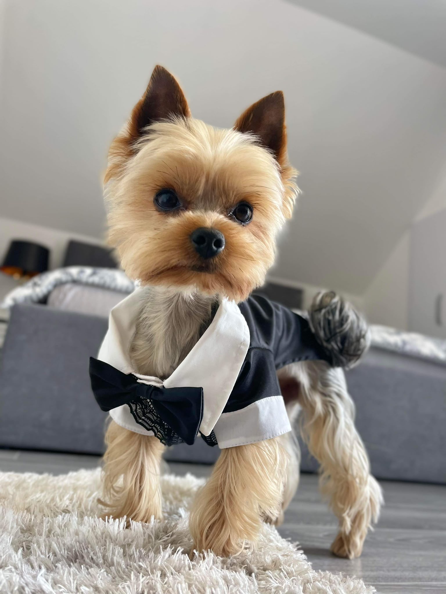 Sursa foto: Happy PetShop