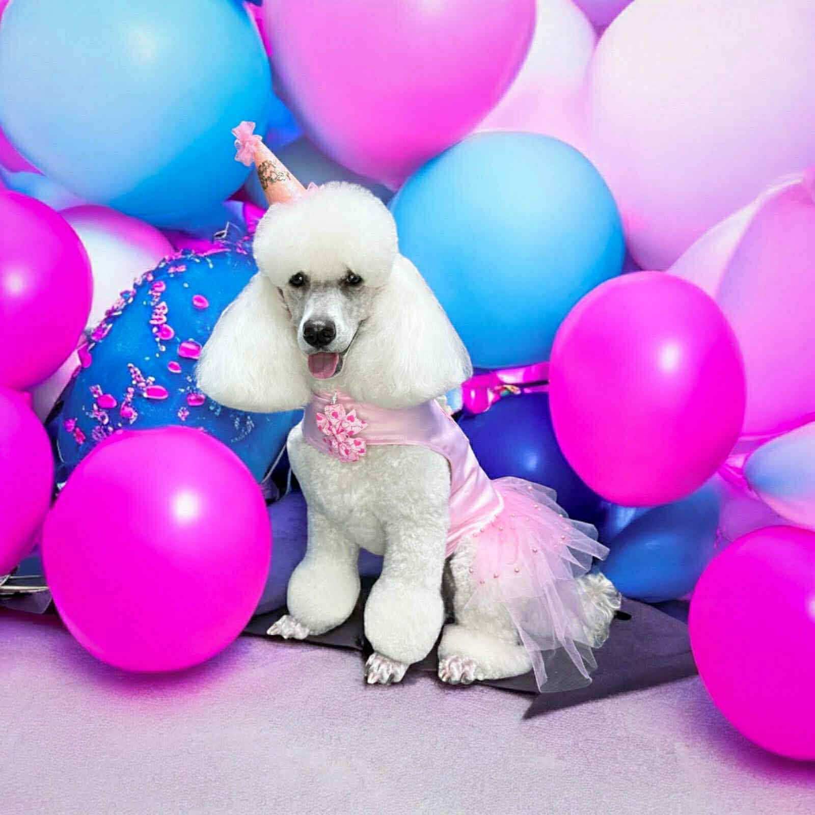 Sursa foto: Happy PetShop