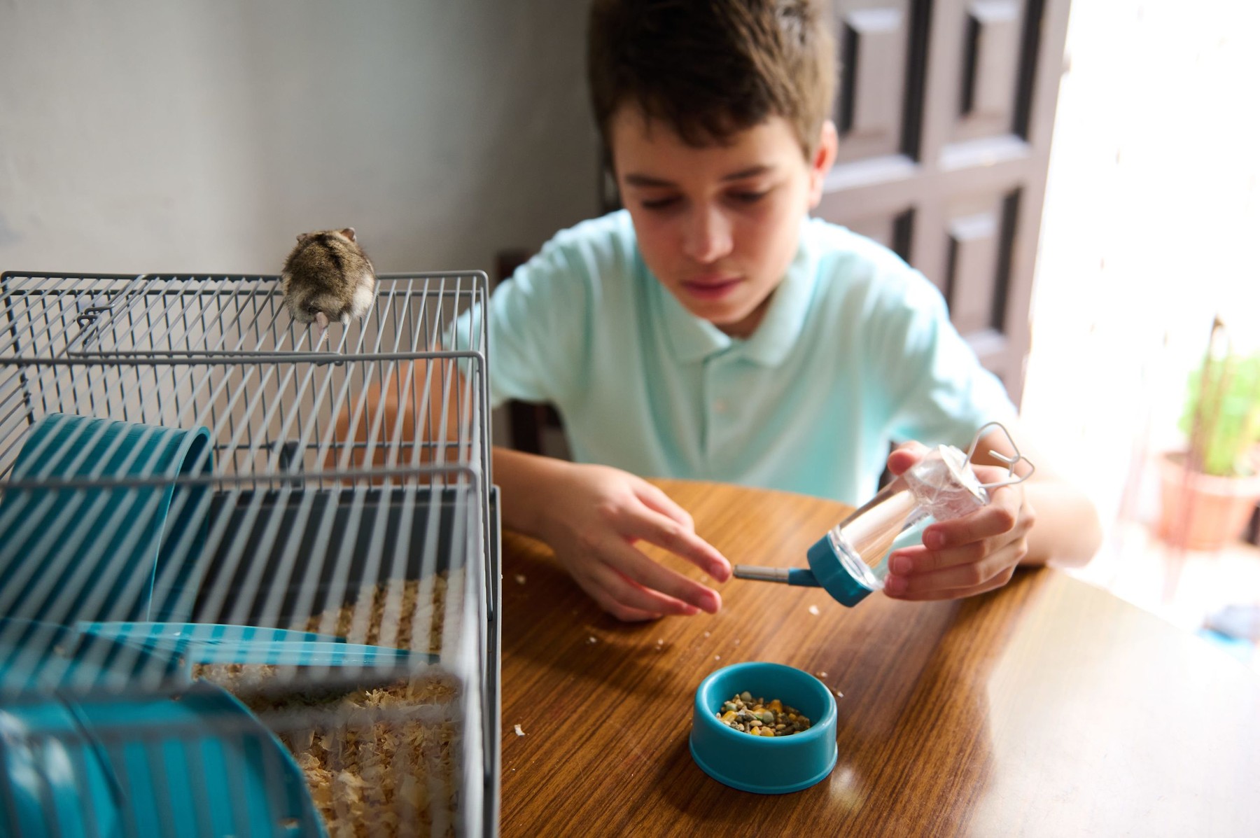 Este hamsterul un animal de companie potrivit pentru copii? Un medic veterinar spune care sunt cele mai frecvente greșeli pe care le fac proprietarii: „Hamsterii au nevoi complexe, care necesită timp, informare și resurse financiare” EXCLUSIV