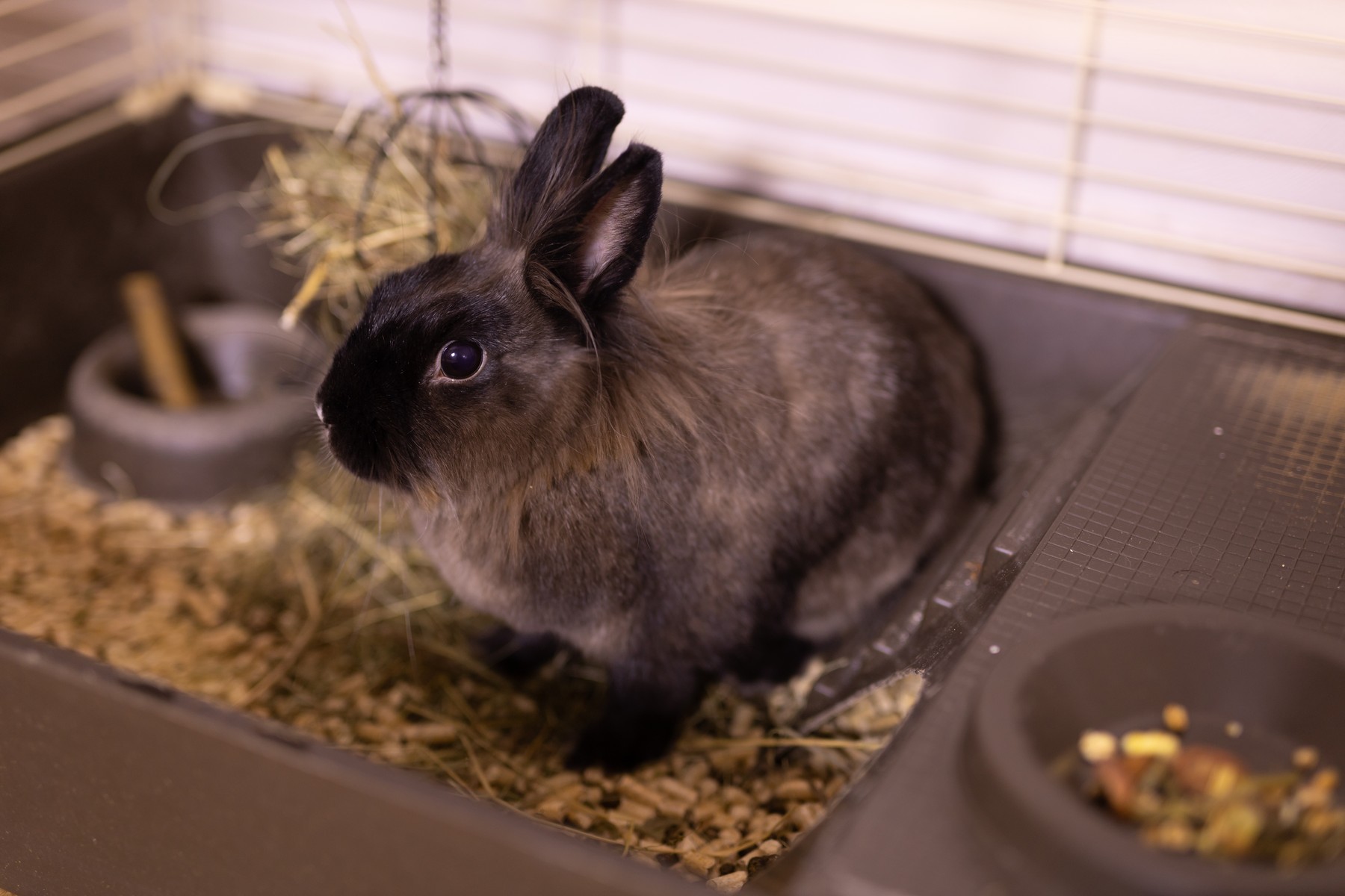 Ai un iepure în apartament? Alimentele pe care nu ar trebui să i le dai niciodată și semnele care arată că suferă. Sursa foto: Tatiana Chekryzhova / Panthermedia / Profimedia