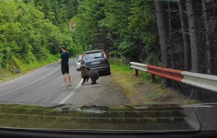 Întâlnire neașteptată pe Transfăgărășan: un urs s-a apropiat la câțiva centimetri de un turist. Bărbatul nu a simțit când animalul l-a mirosit pe picior/ VIDEO