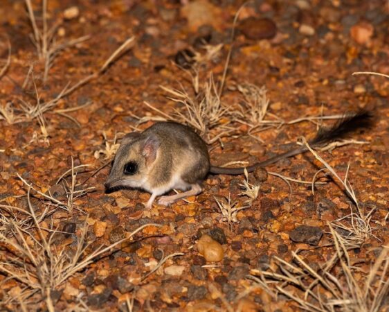 Kultarrul, micul prădător nocturn pe care aproape nimeni nu îl vede. De ce este unul dintre cele mai misterioase marsupiale din Australia