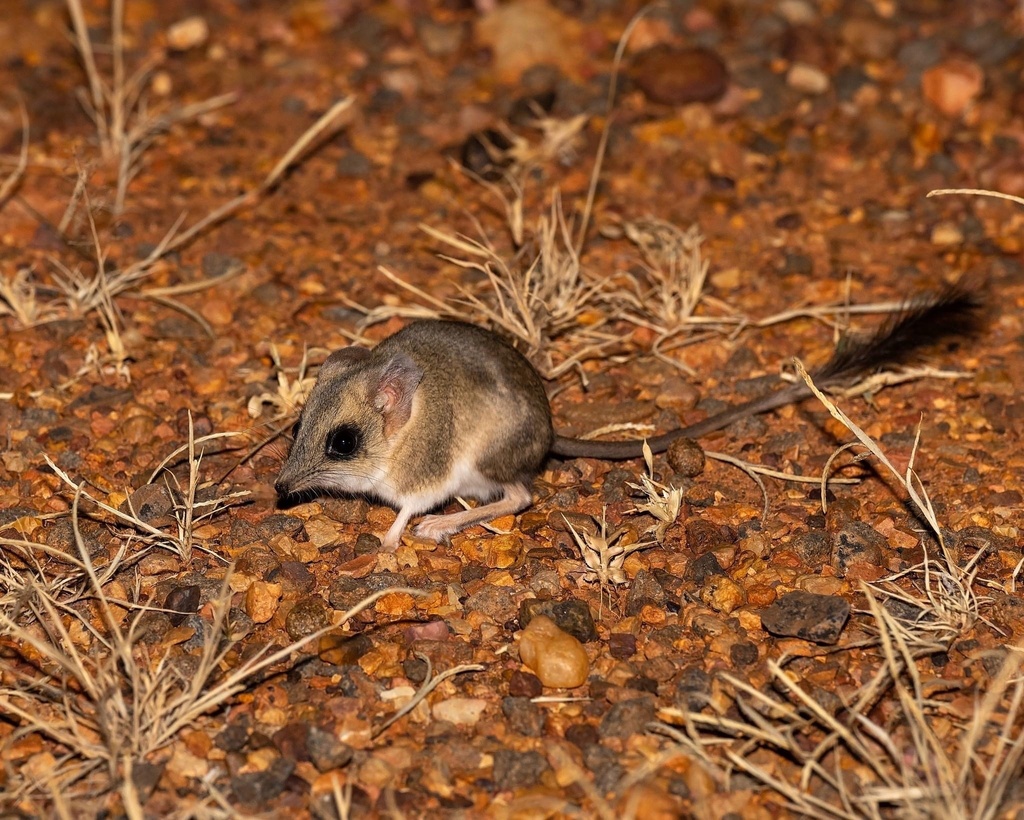Kultarrul, micul prădător nocturn pe care aproape nimeni nu îl vede. De ce este unul dintre cele mai misterioase marsupiale din Australia
