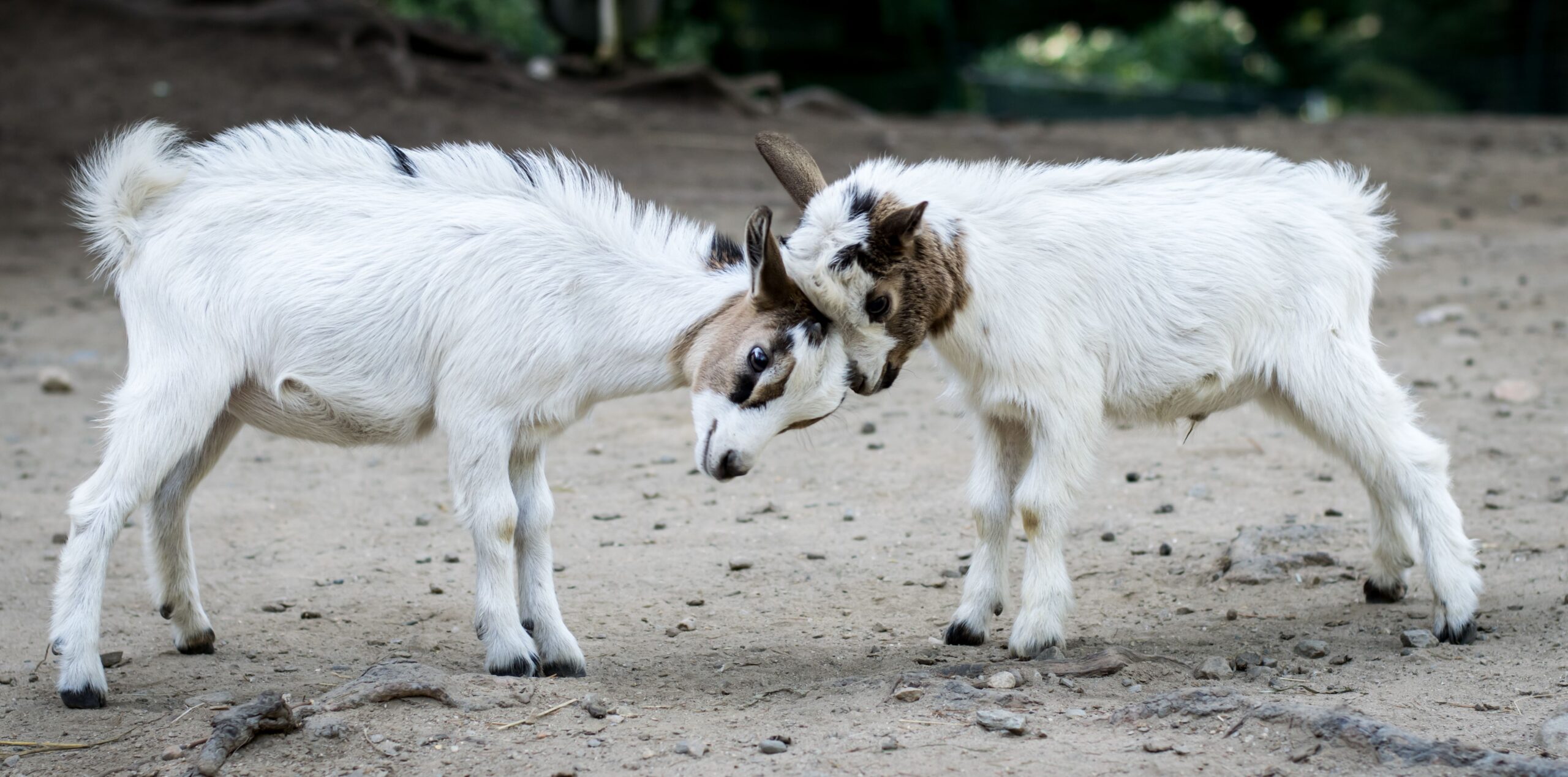 Animalele au fost investigate prin rezonanță magnetică folosind un aparat destinat oamenilor. Foto: pexels.com