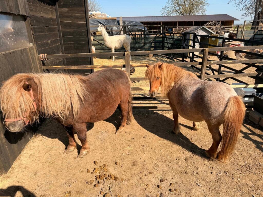 Mini-ferme și grădini zoologice, tot mai căutate de familii în weekend. Foto: Facebook Ograda de Poveste